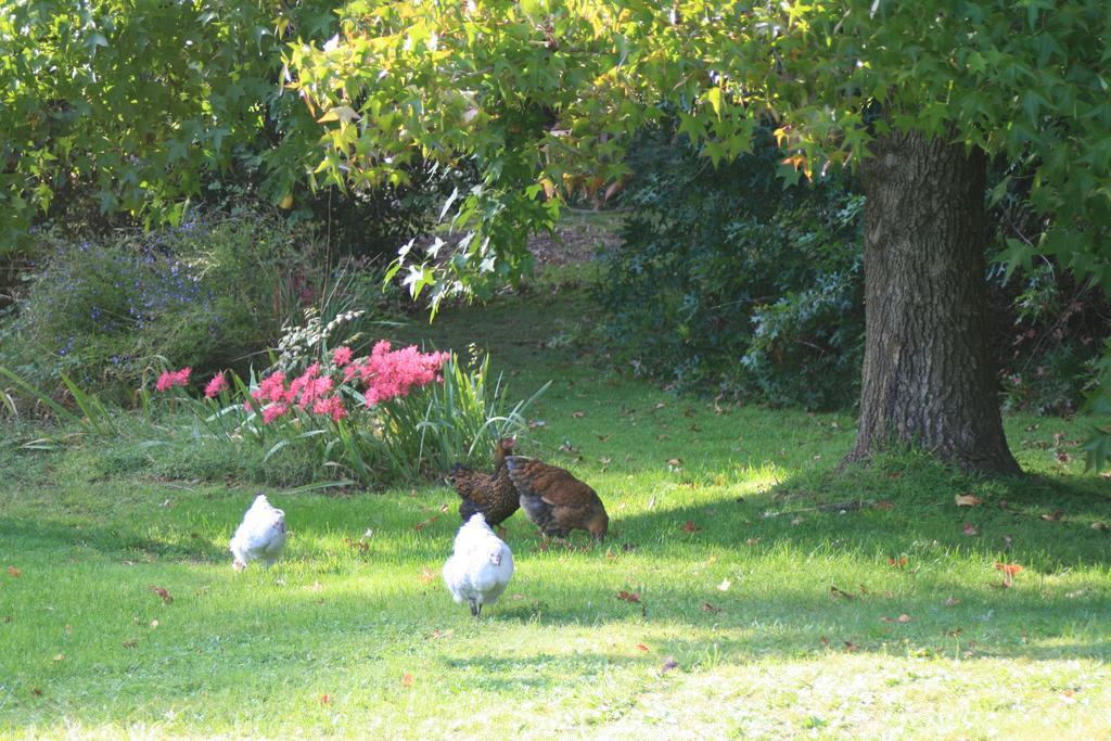 Strathmore Farm B&B Mirboo North Dış mekan fotoğraf